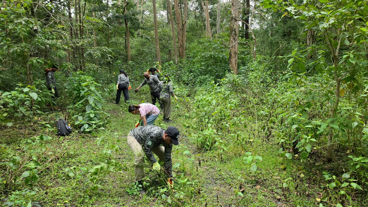 Forest restoration